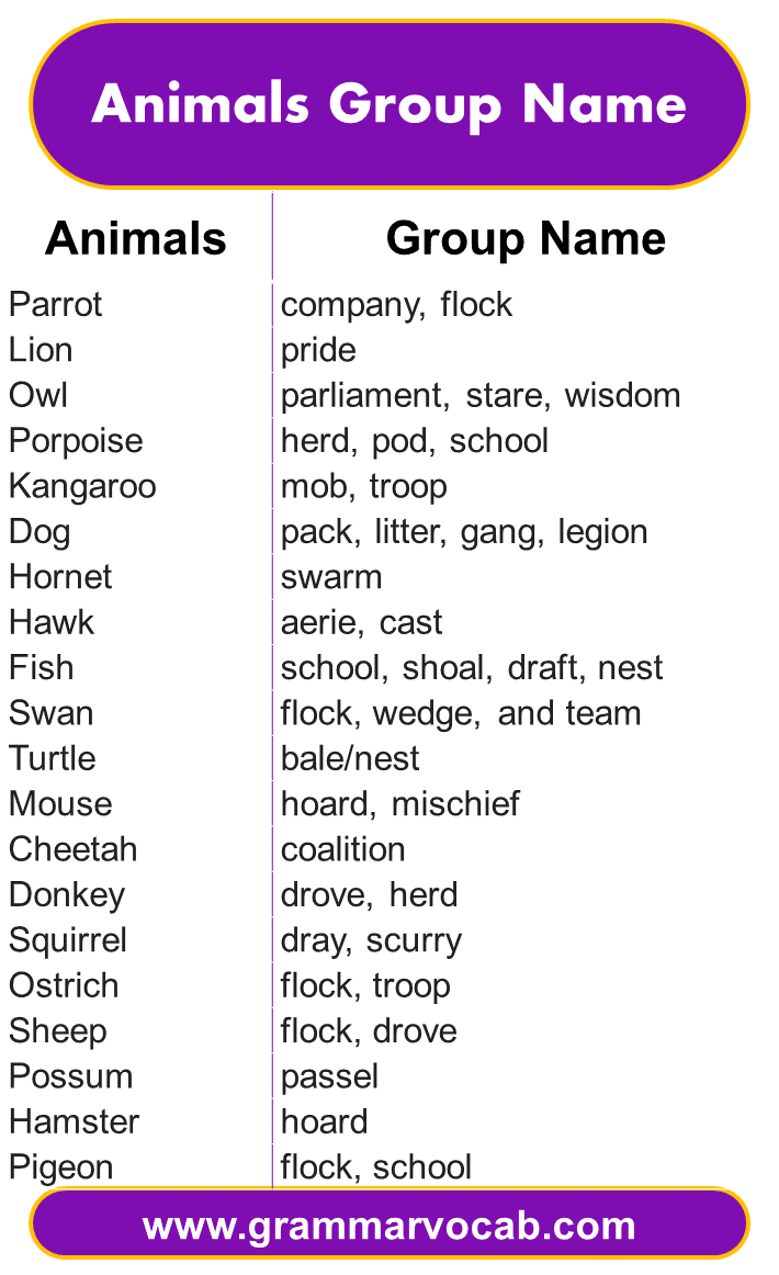 Animals Group Name - GrammarVocab