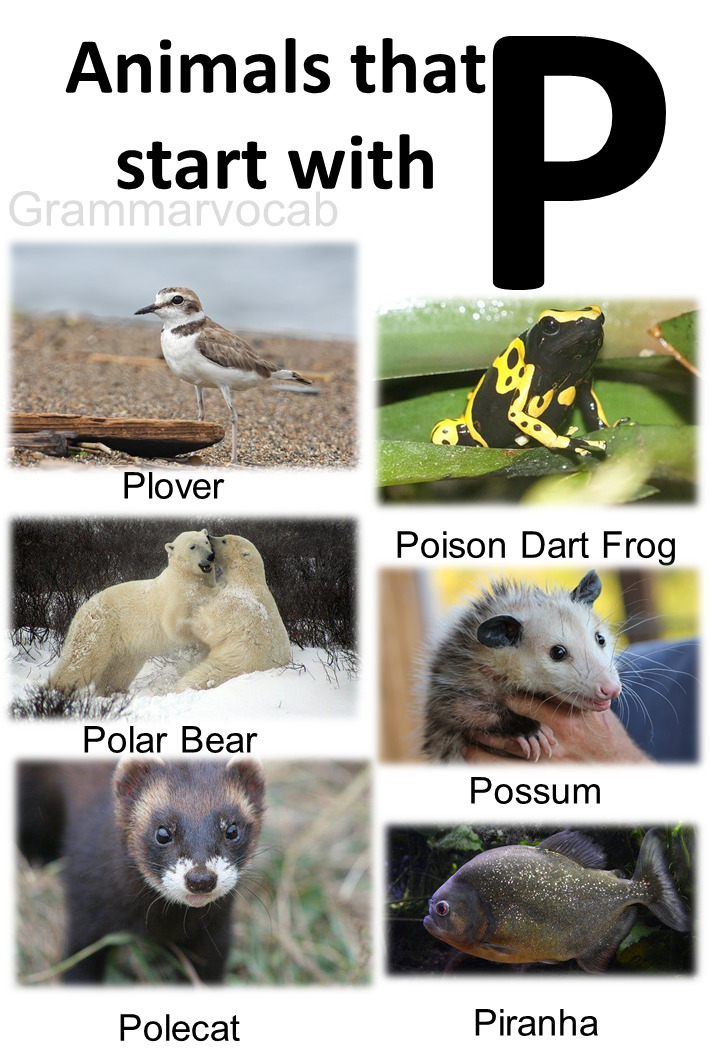 Animals Starting With P