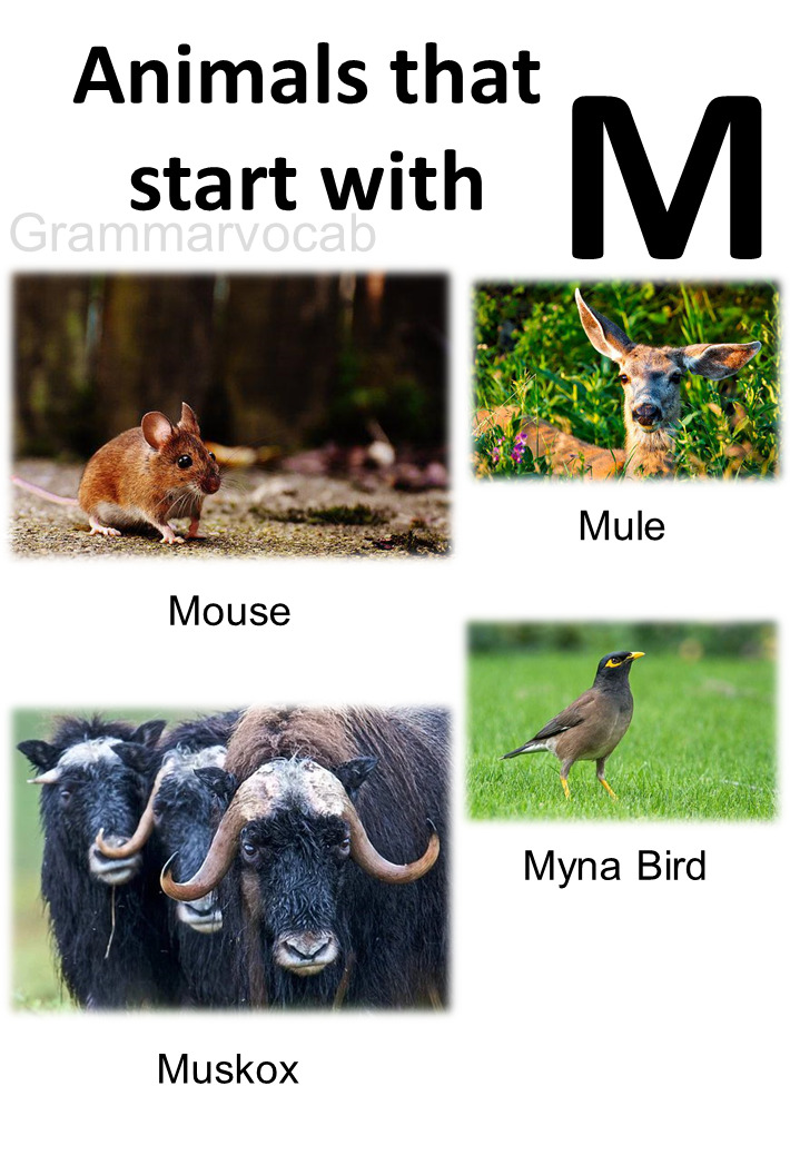 Animals Starting With M