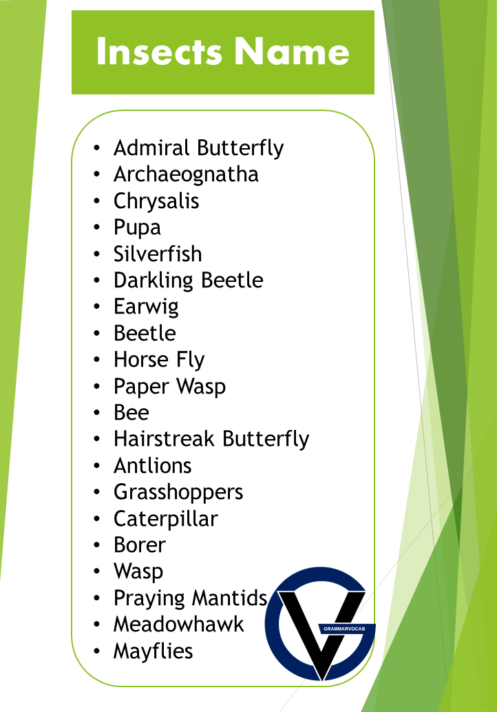 Insects Names