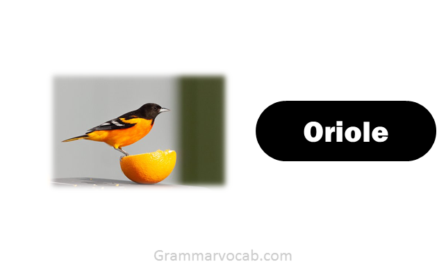 Animals That Begin With O With Pictures - GrammarVocab