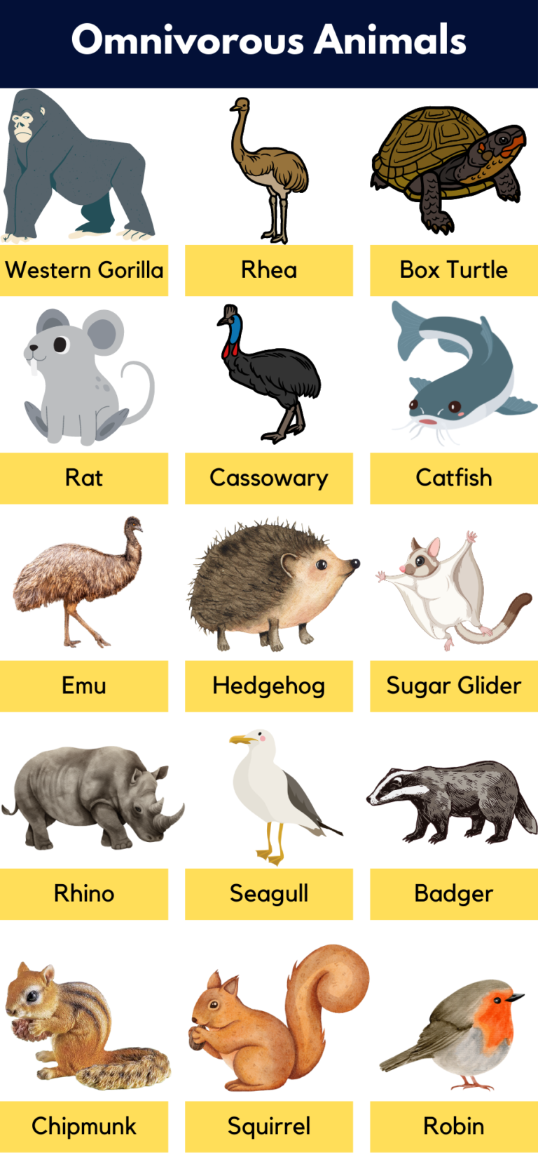 List Of Omnivores Animals Name, Pictures & Facts | PDF - GrammarVocab