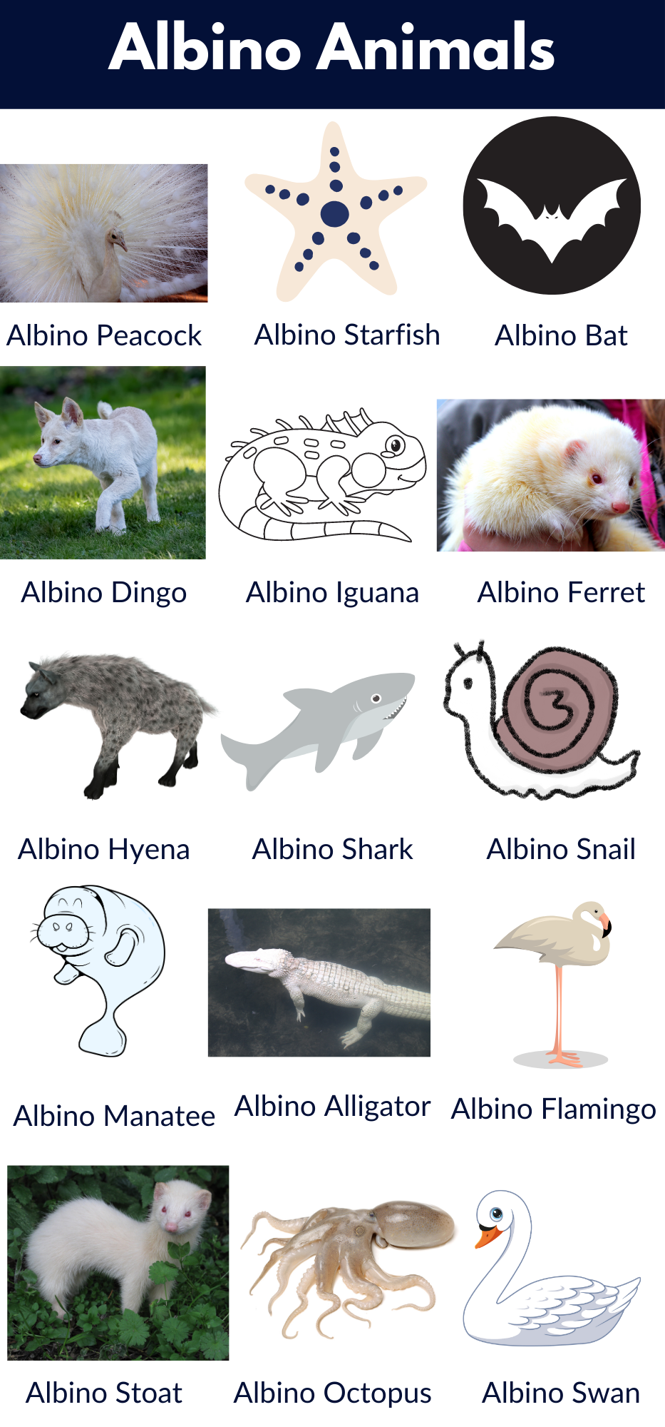 Albino Animals List