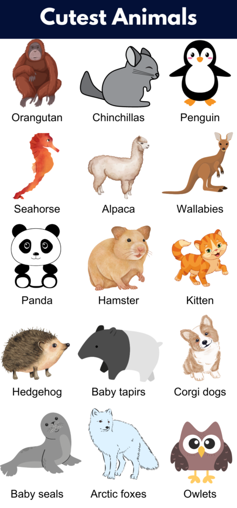 Cute Animals: List of Cutest Animals in The World - GrammarVocab