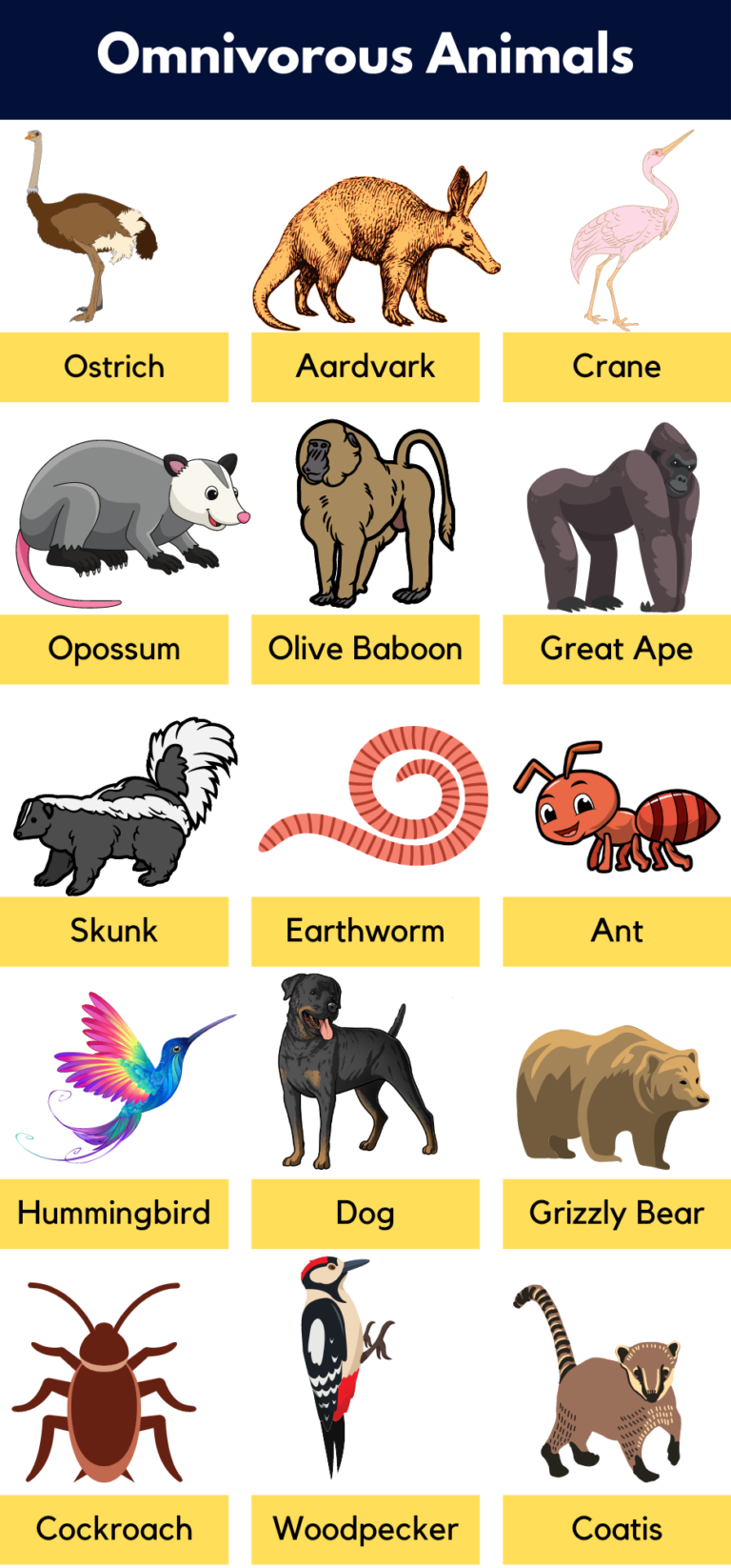 List Of Omnivores Animals Name, Pictures & Facts | PDF - GrammarVocab