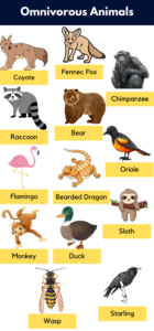 List of Omnivores Animals Name, Pictures & Facts | PDF - GrammarVocab