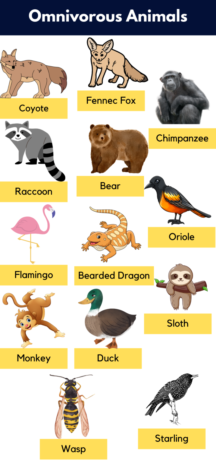 List Of Omnivores Animals Name, Pictures & Facts 