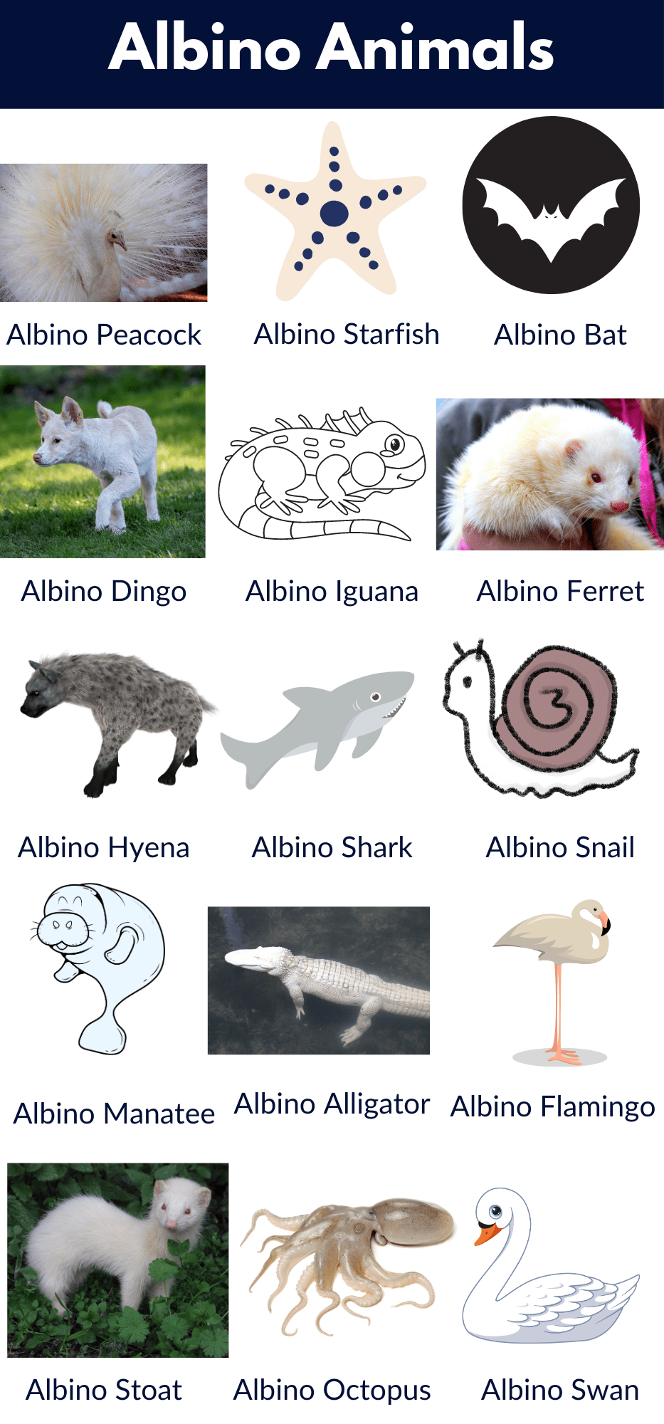 Albino Animal Names