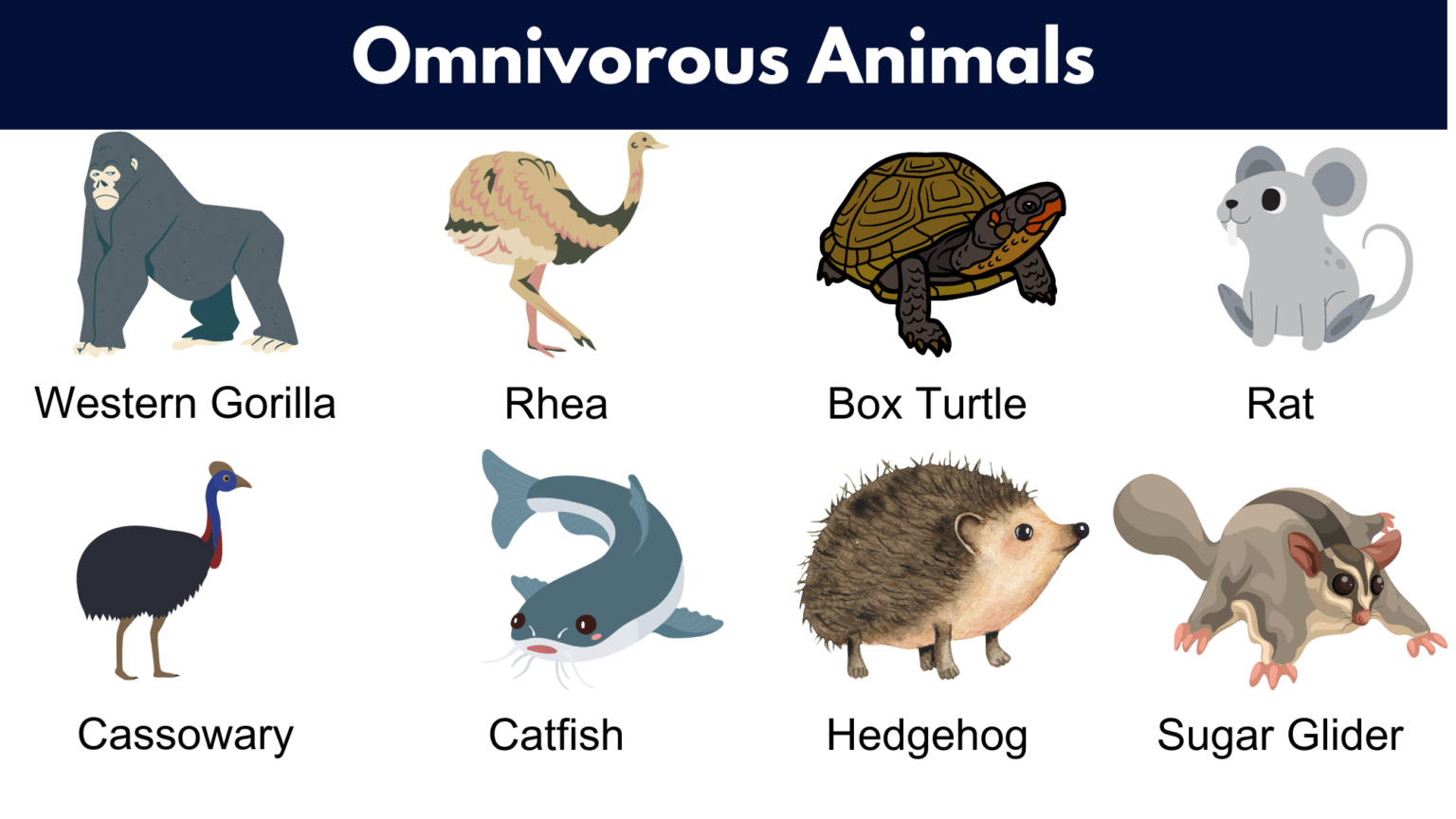 List of Omnivores Animals Name, Pictures & Facts | PDF - GrammarVocab