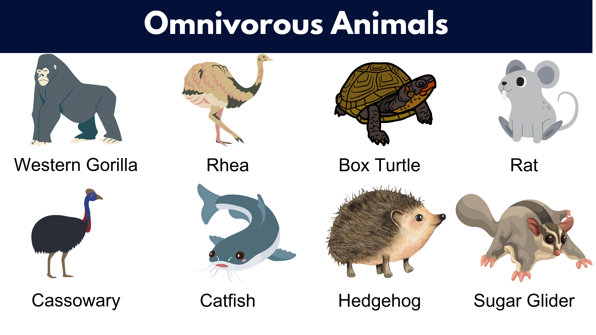Omnivorous Animals Examples And Fun Facts 43 OFF