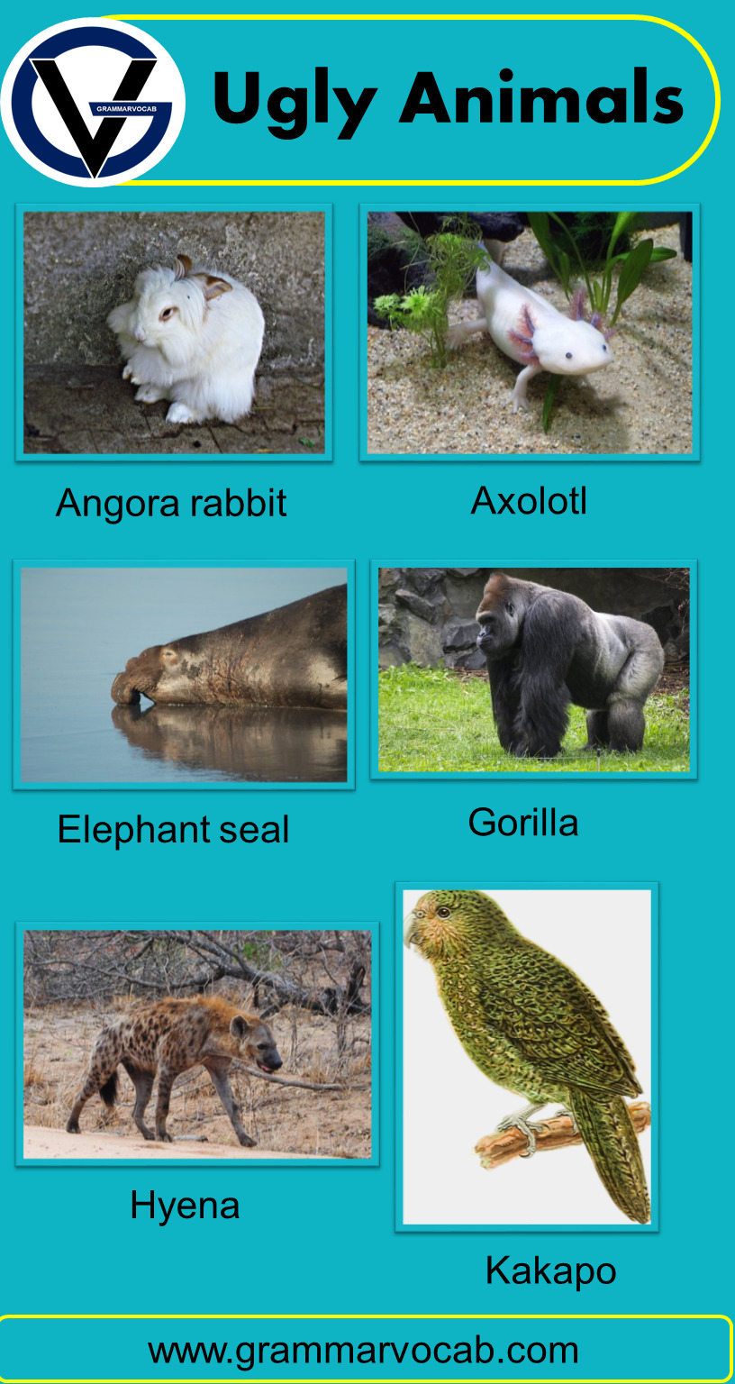 Ugly Animals Names