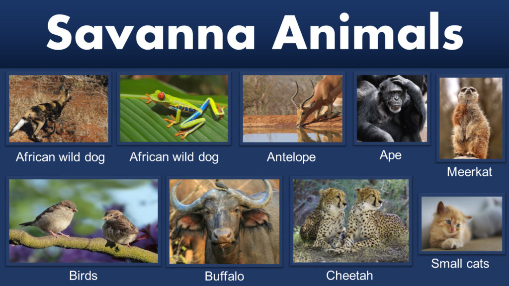 Savanna Animals List - GrammarVocab