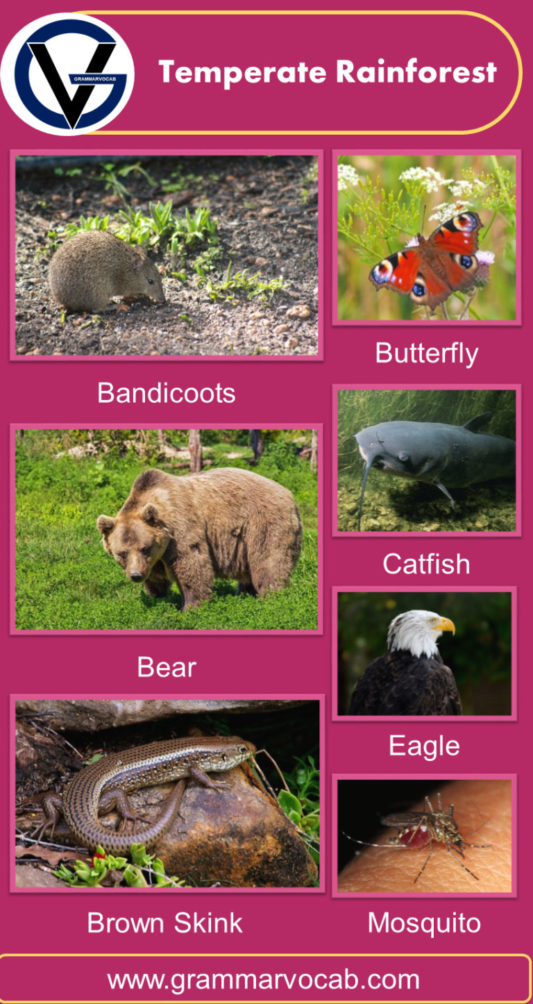List of Rainforest Animals - GrammarVocab