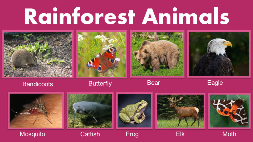 List of Rainforest Animals - GrammarVocab