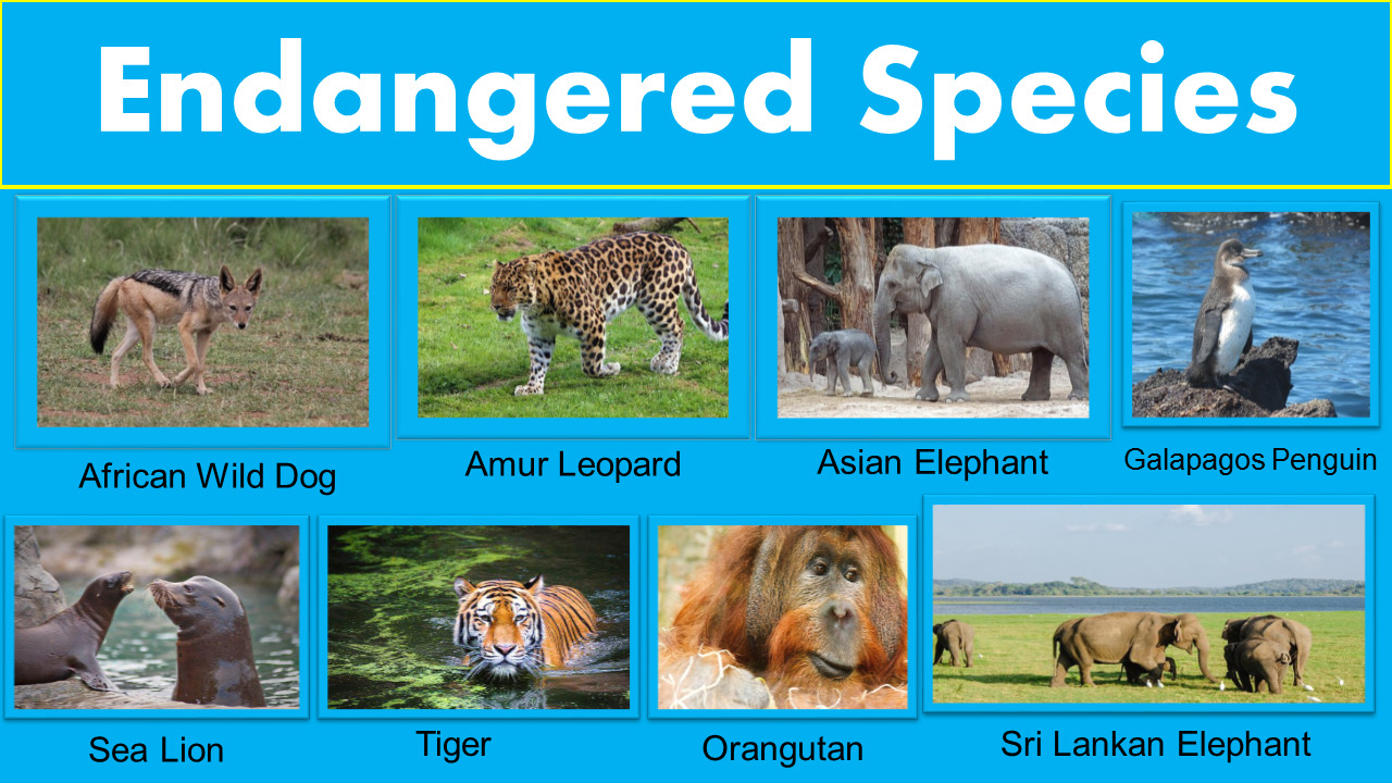 Animals Endangered Species List GrammarVocab