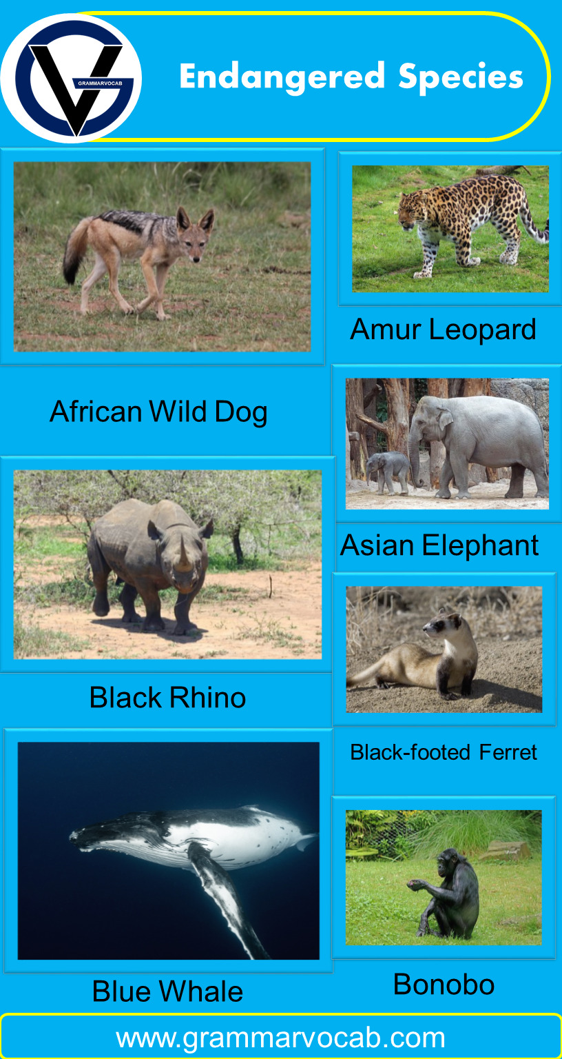 Animals Endangered Species List - GrammarVocab