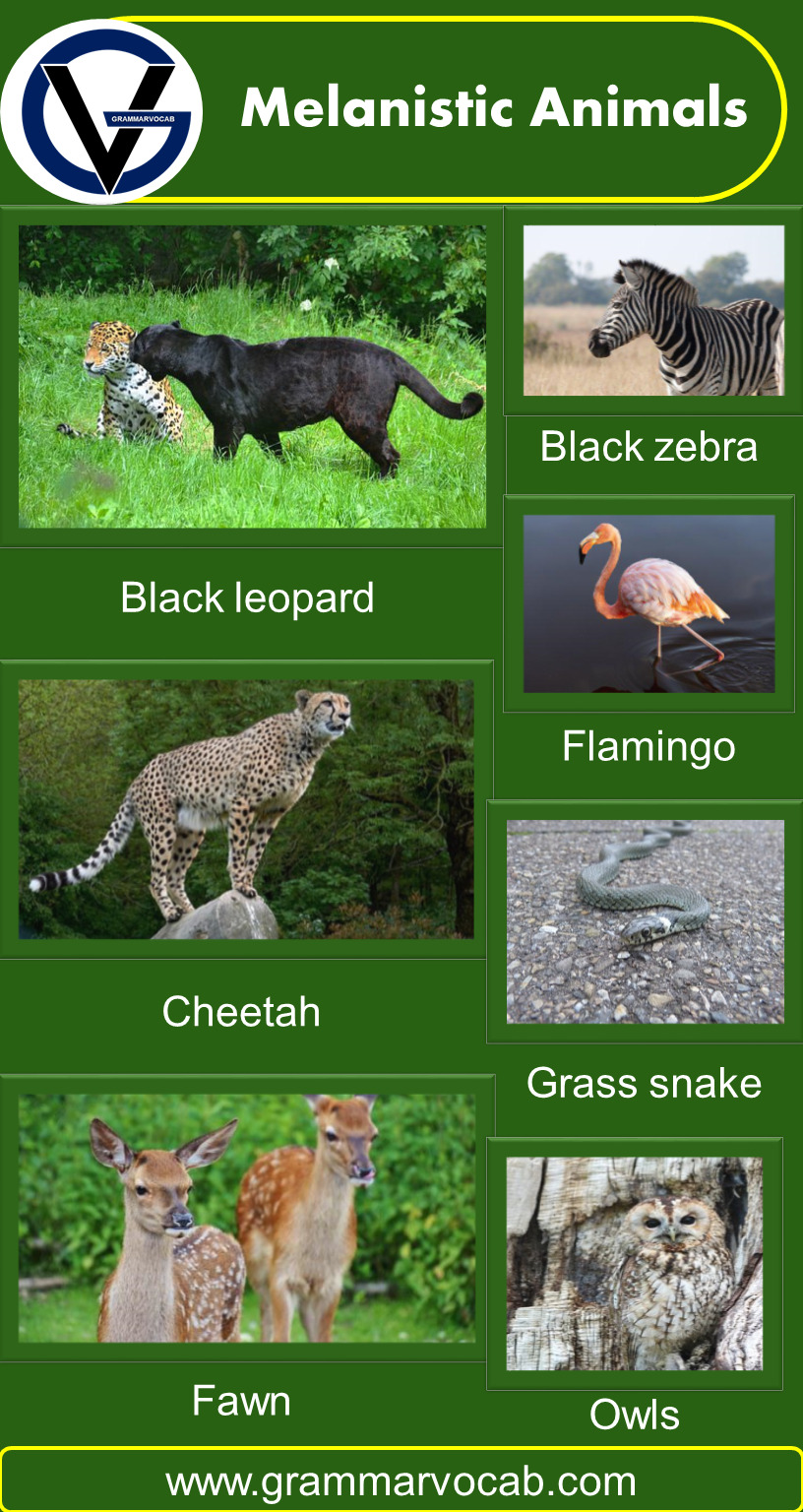 Melanistic Animals Name