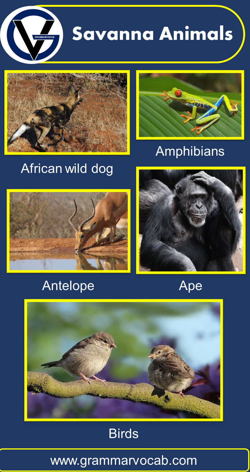 Savanna Animals List