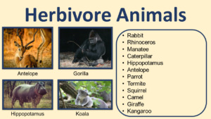 List Of Herbivore Animals Names | Pictures - GrammarVocab