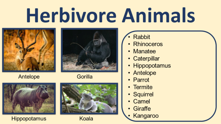List of Herbivore Animals Names | Pictures - GrammarVocab
