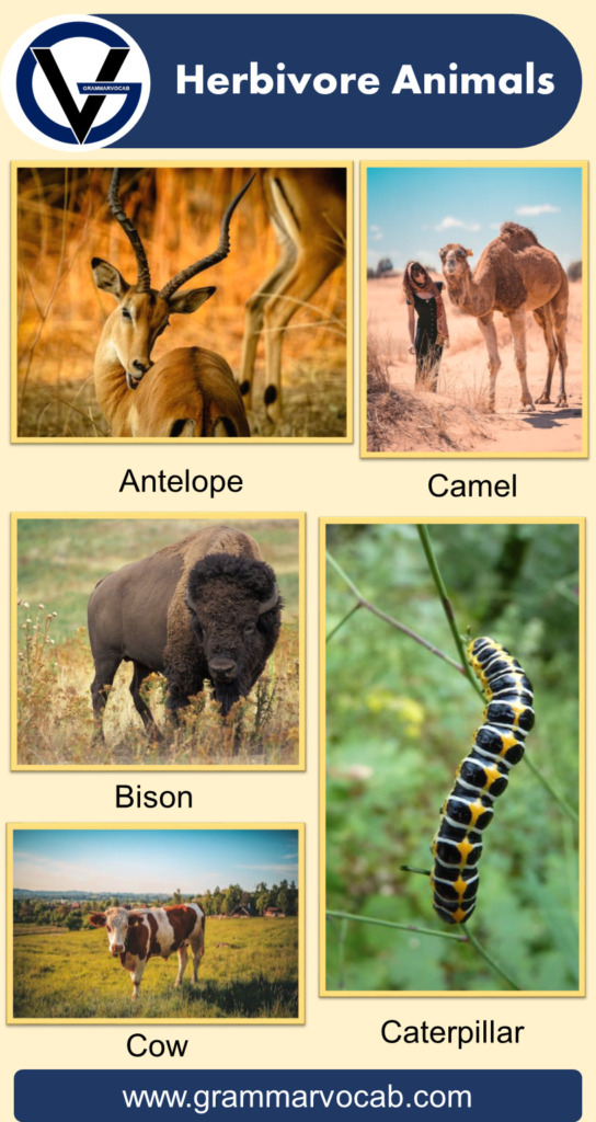 List of Herbivore Animals Names Pictures GrammarVocab