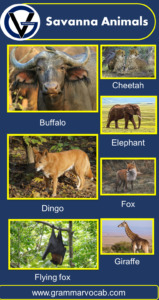 Savanna Animals: Savanna Animals Names with Pictures | PDF - GrammarVocab