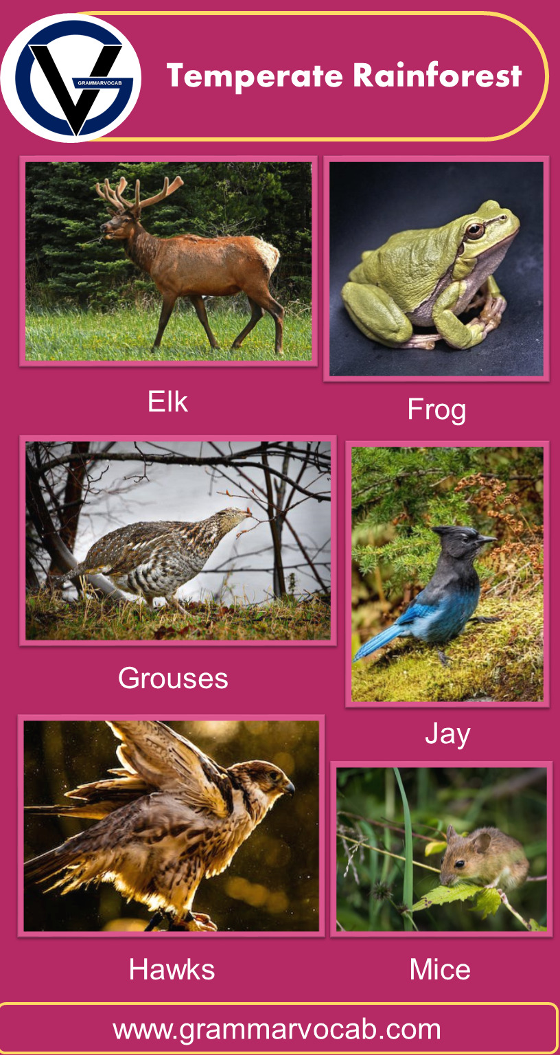 Rainforest Animals Names with Pictures | PDF - GrammarVocab