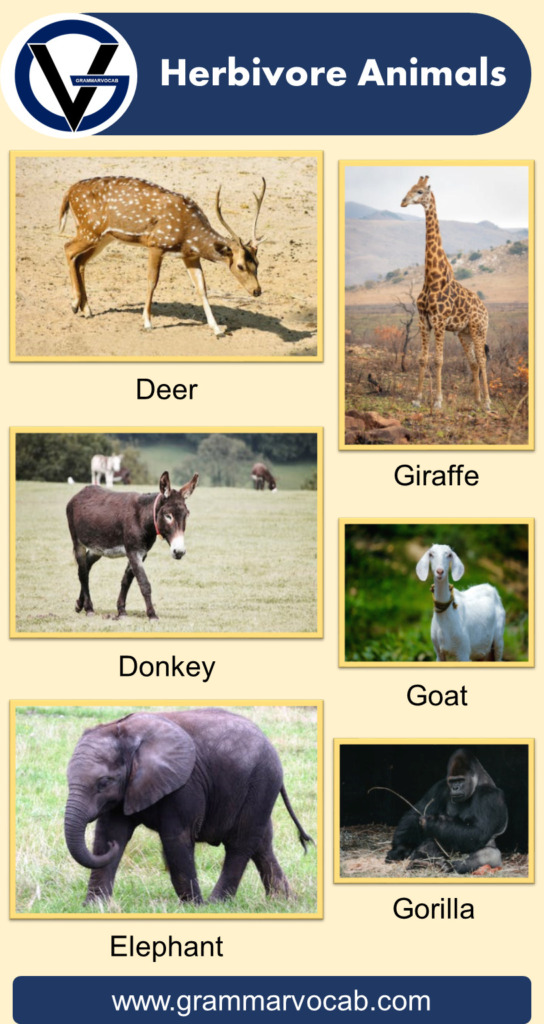 List of Herbivore Animals Names Pictures GrammarVocab