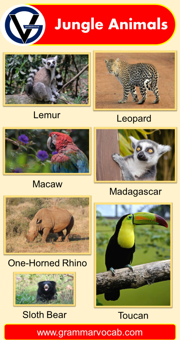 List of Jungle Animals Names | Pictures - GrammarVocab