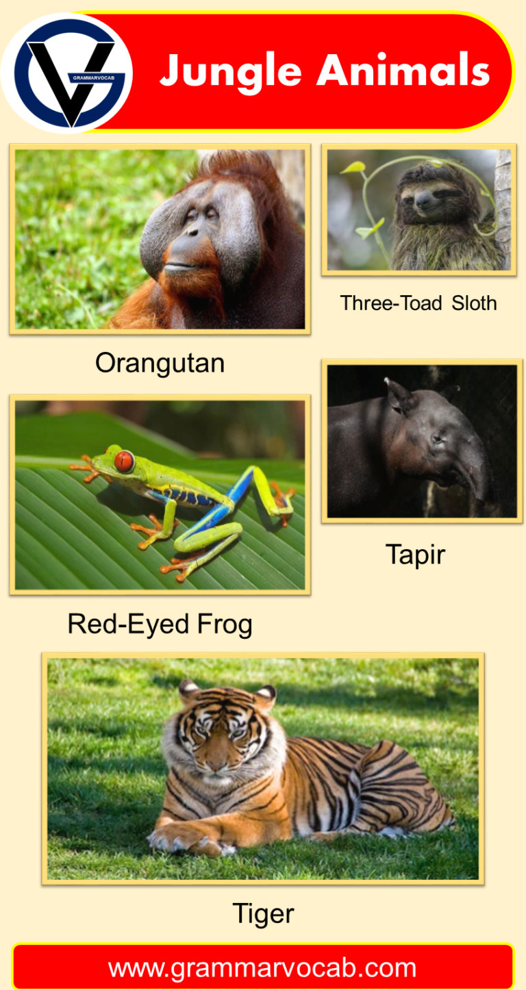 List of Jungle Animals Names | Pictures - GrammarVocab