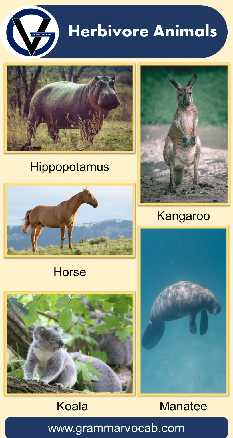 List of Herbivore Animals | Pictures - GrammarVocab