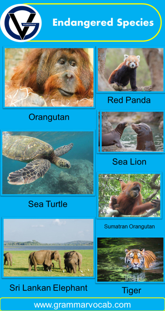 Animals Endangered Species List - GrammarVocab