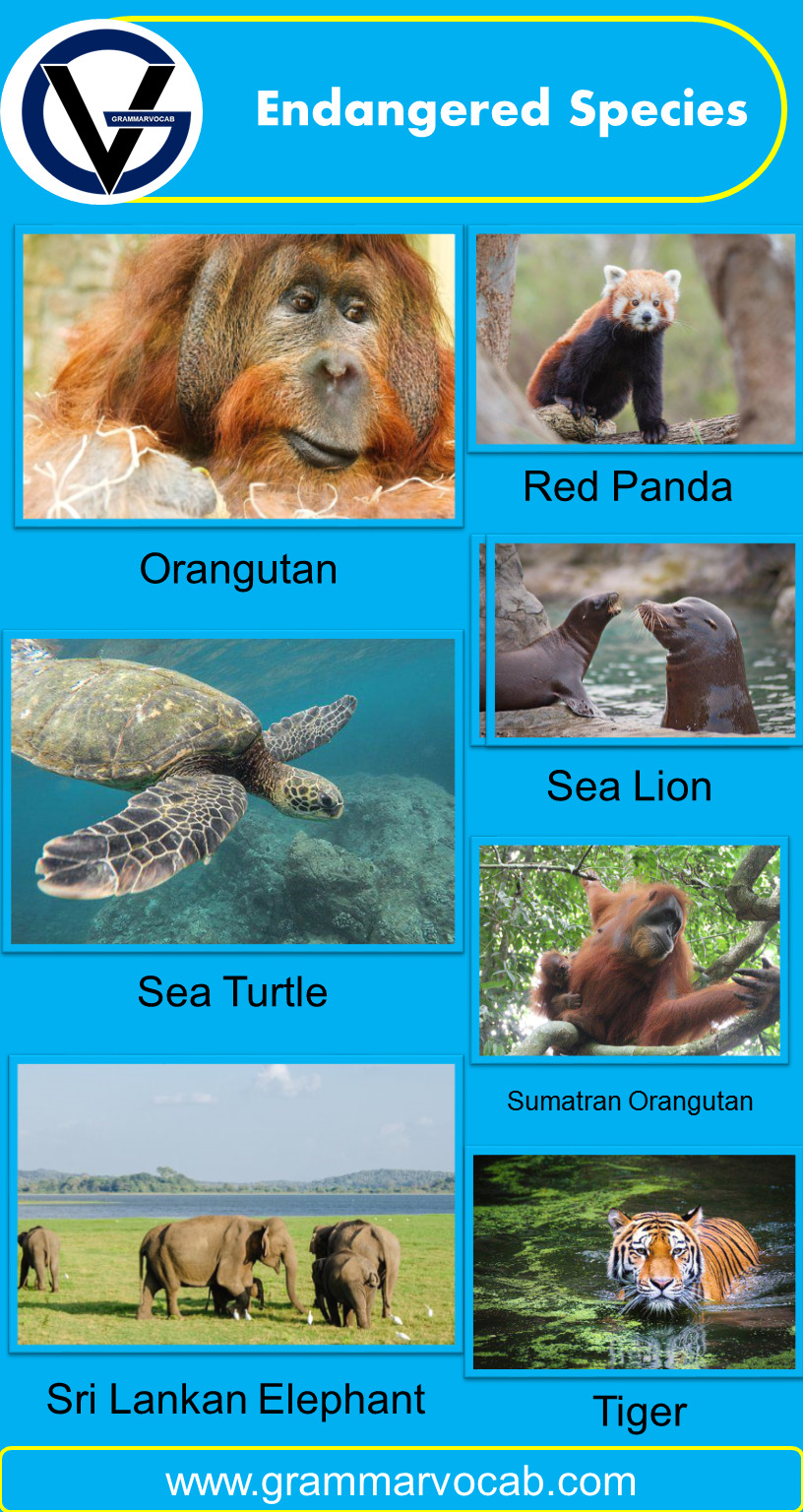 Endangered Animals name