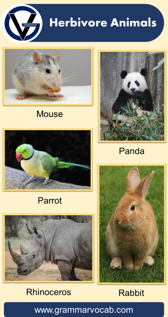 List Of Herbivore Animals Names | Pictures - GrammarVocab