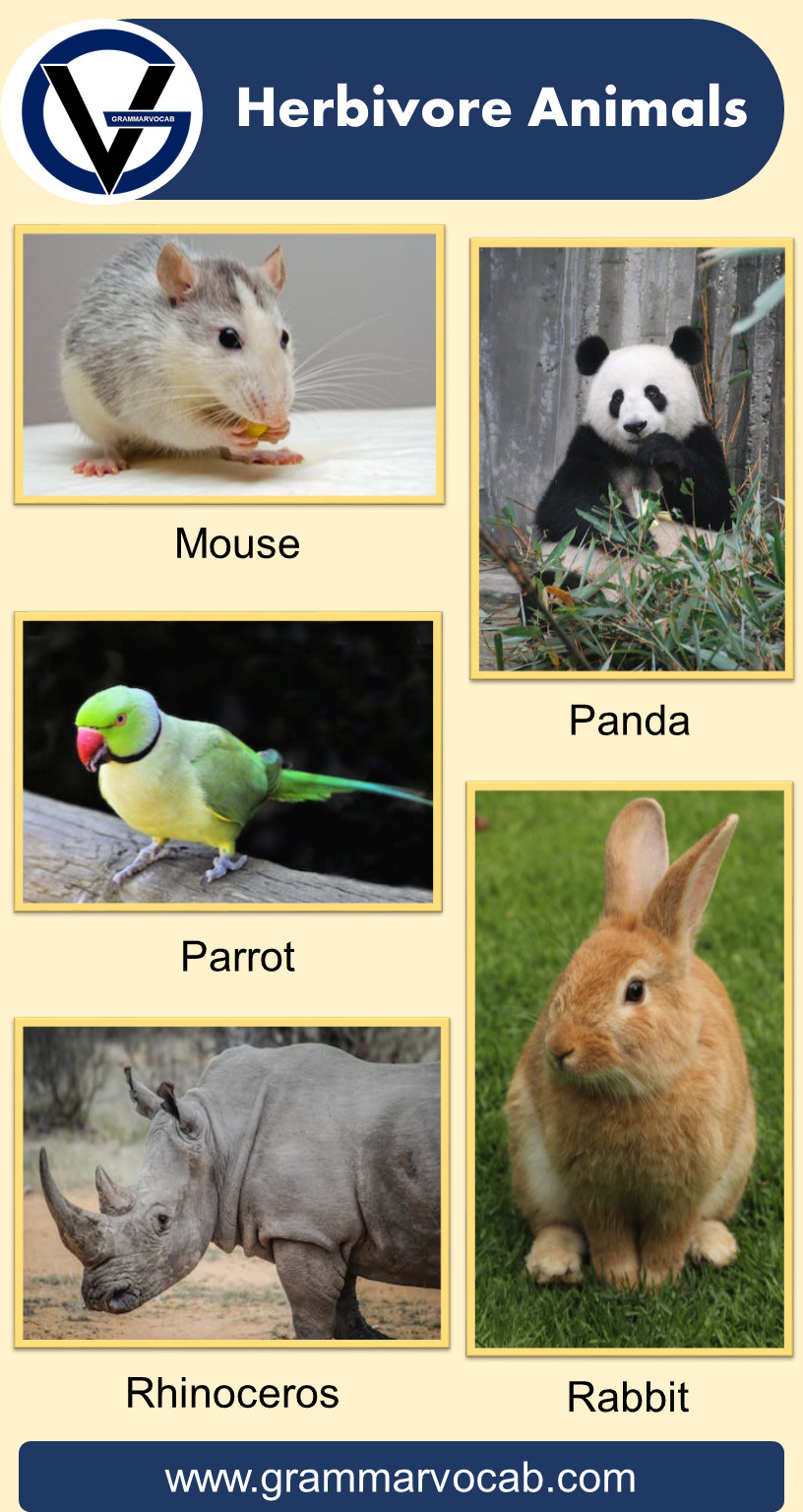 Herbivore Animals Names