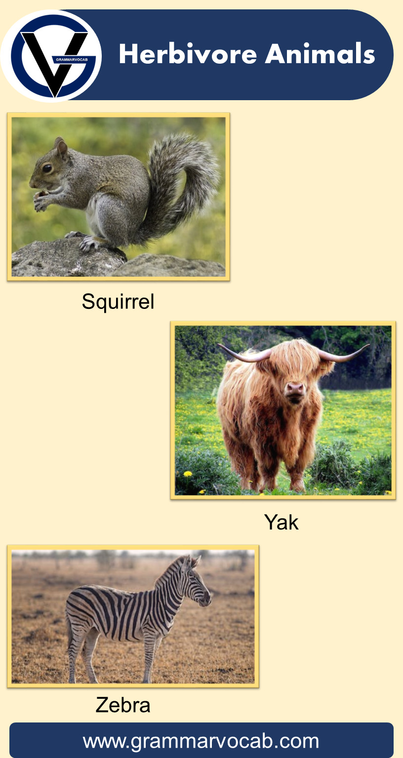 Herbivore Animals Names