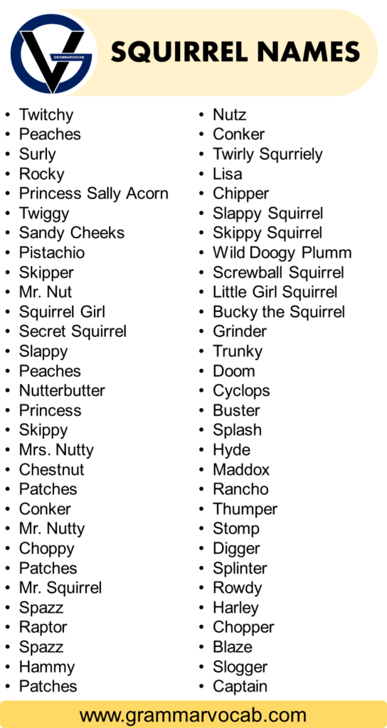 funny-names-for-a-squirrel-squirrel-names-grammarvocab