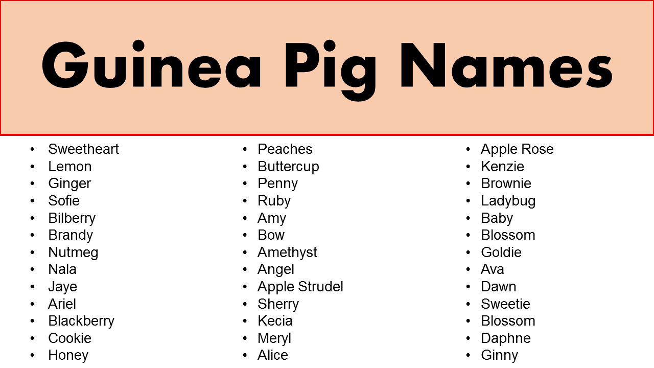 Good Guinea Pig Names - Male & Female Guinea Pig Names - GrammarVocab