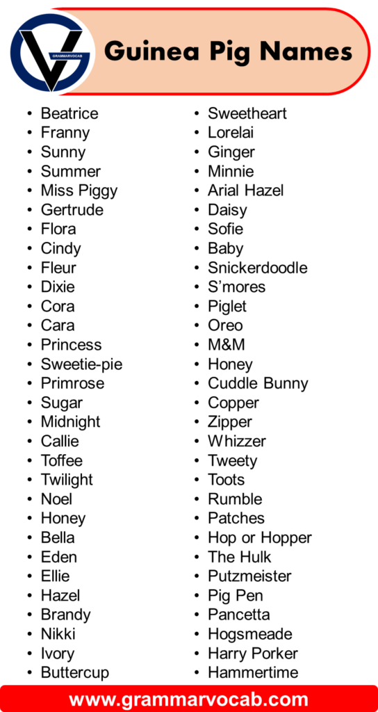 good-guinea-pig-names-male-female-guinea-pig-names-grammarvocab