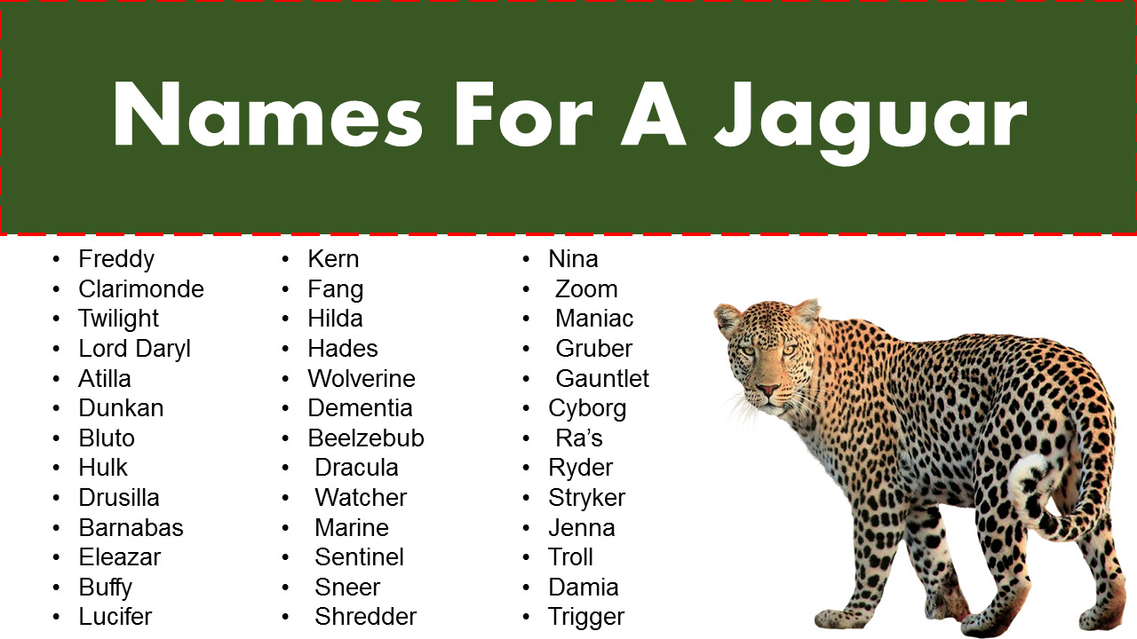 Comprehensive List of Jaguar Names- Names For a Jaguar - GrammarVocab