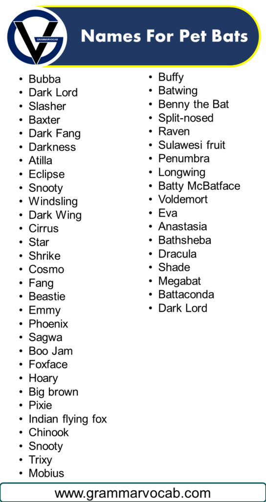 Names For Pet Bats Grammarvocab