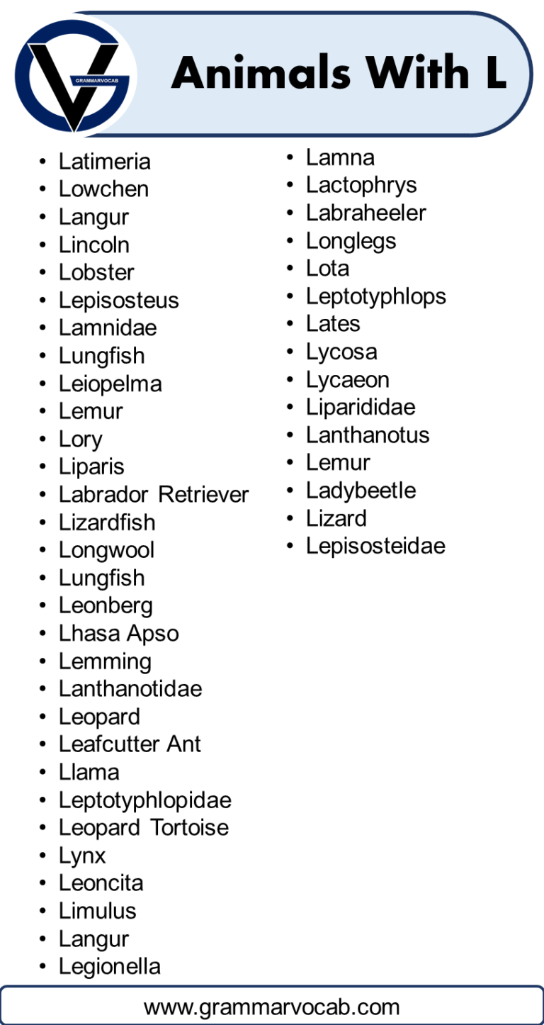 List of nouns that start with l grammarvocab