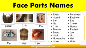 Parts Of The Face Names - GrammarVocab