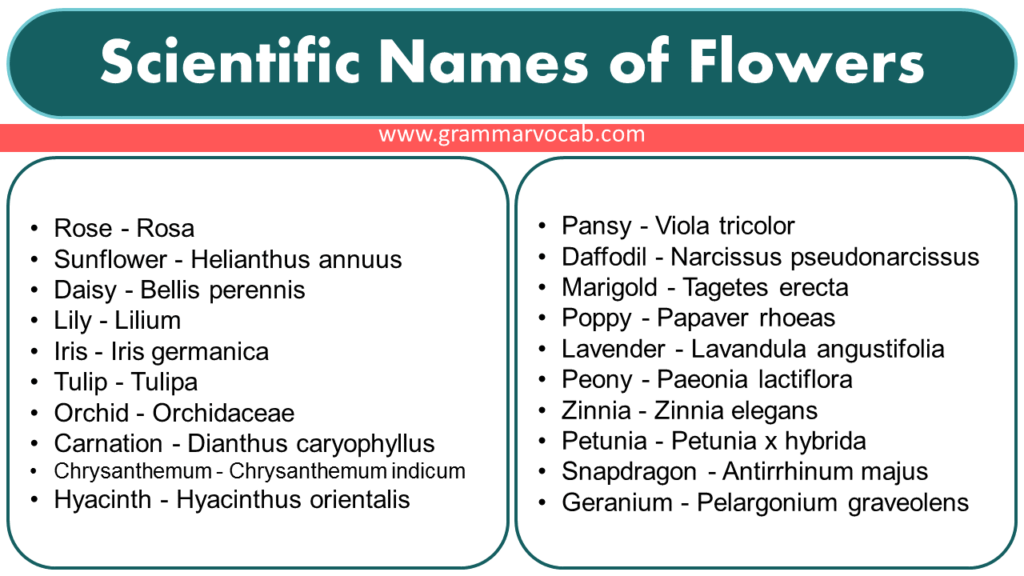 Scientific Name Of Flowers In India