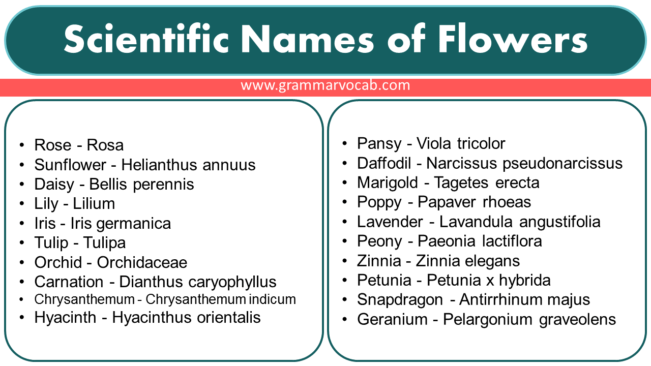Scientific Names Of Flowers Grammarvocab