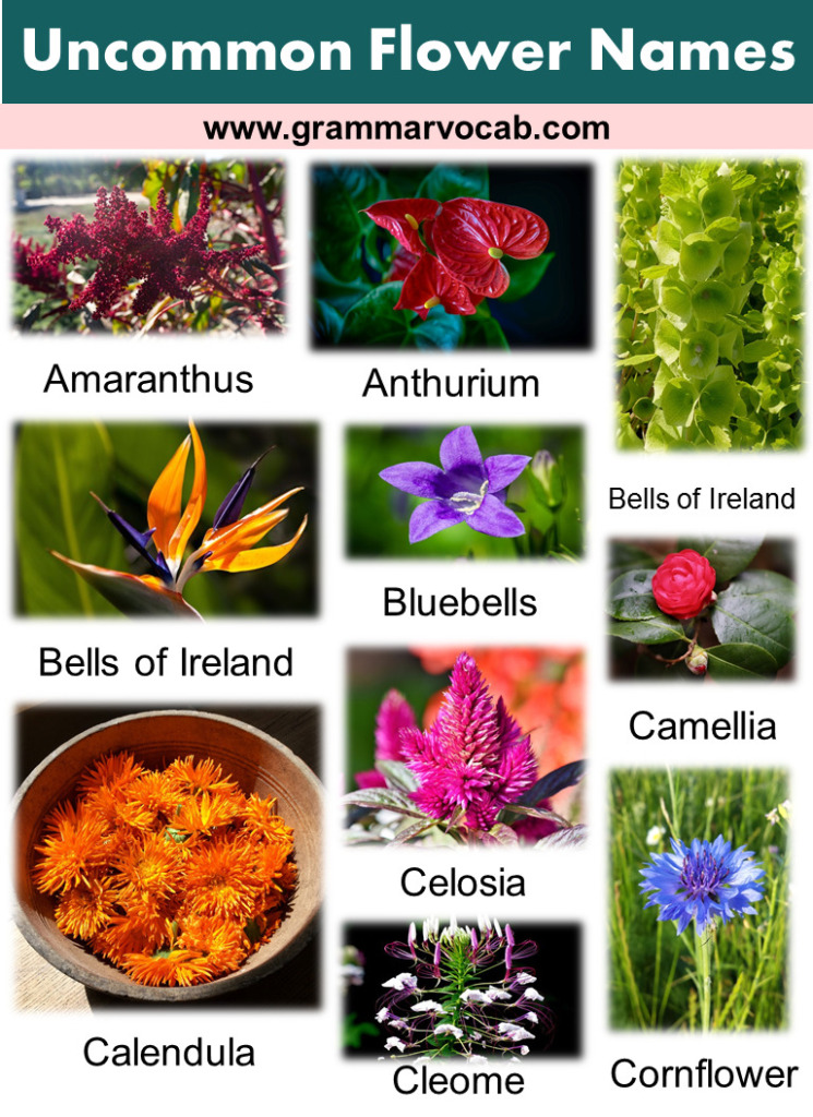 Uncommon Flower Names - GrammarVocab