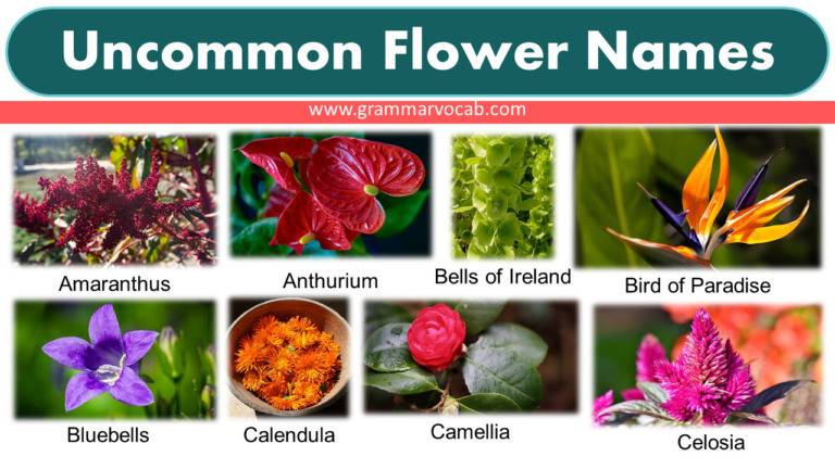 Uncommon Flower Names - GrammarVocab