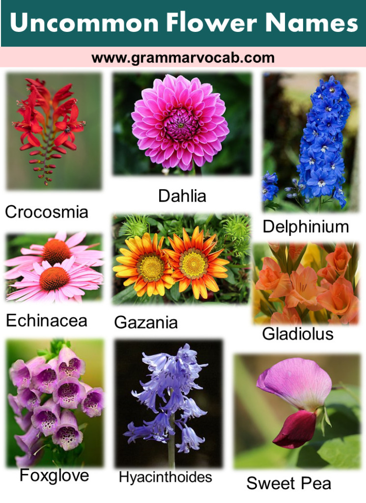 Uncommon Flower Names - GrammarVocab