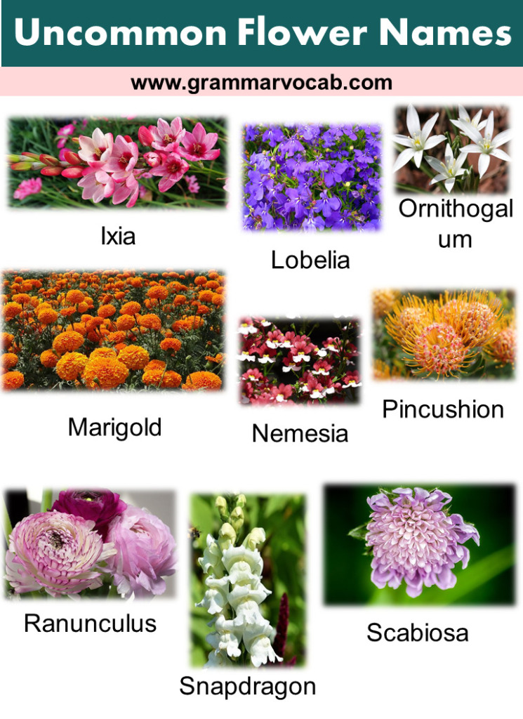 Uncommon Flower Names - GrammarVocab