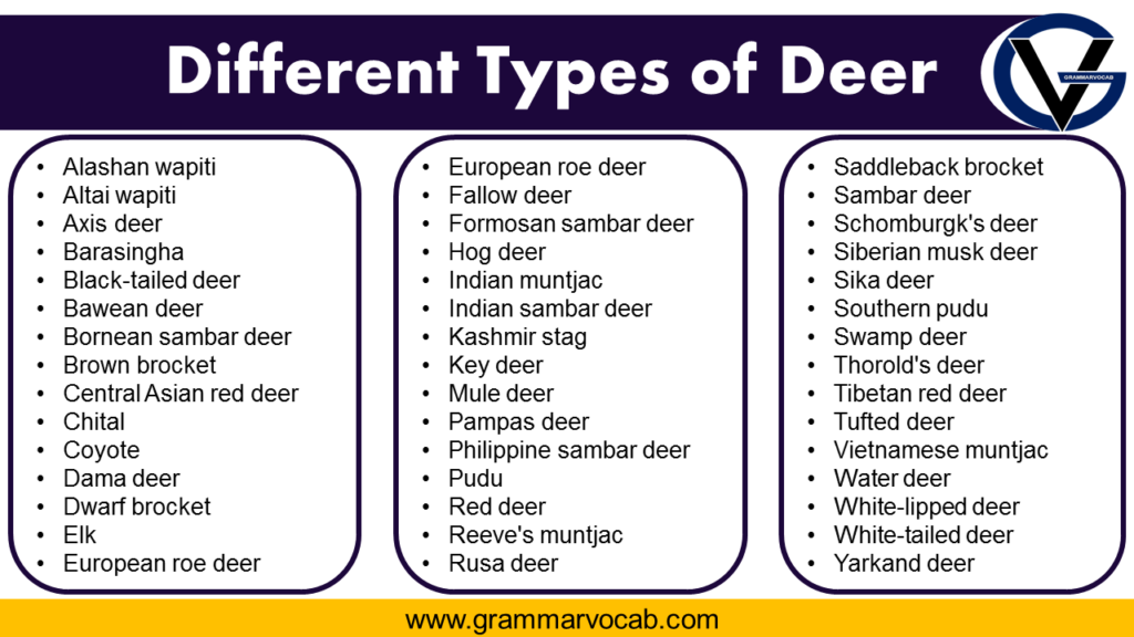 Different Types of Deer